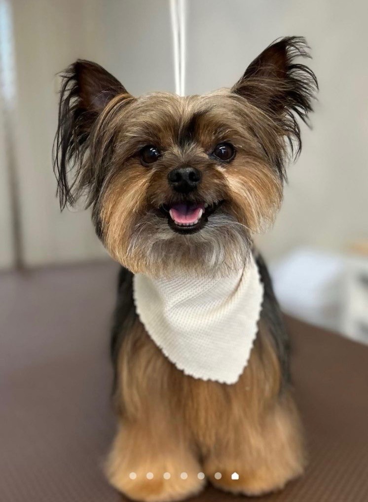 Thanksgiving and Your Pet