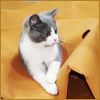 Pet Tunnel Mat Cat Waterproof Play Mat Hide and Seek Pad Interactive Mat Indoor Toy
